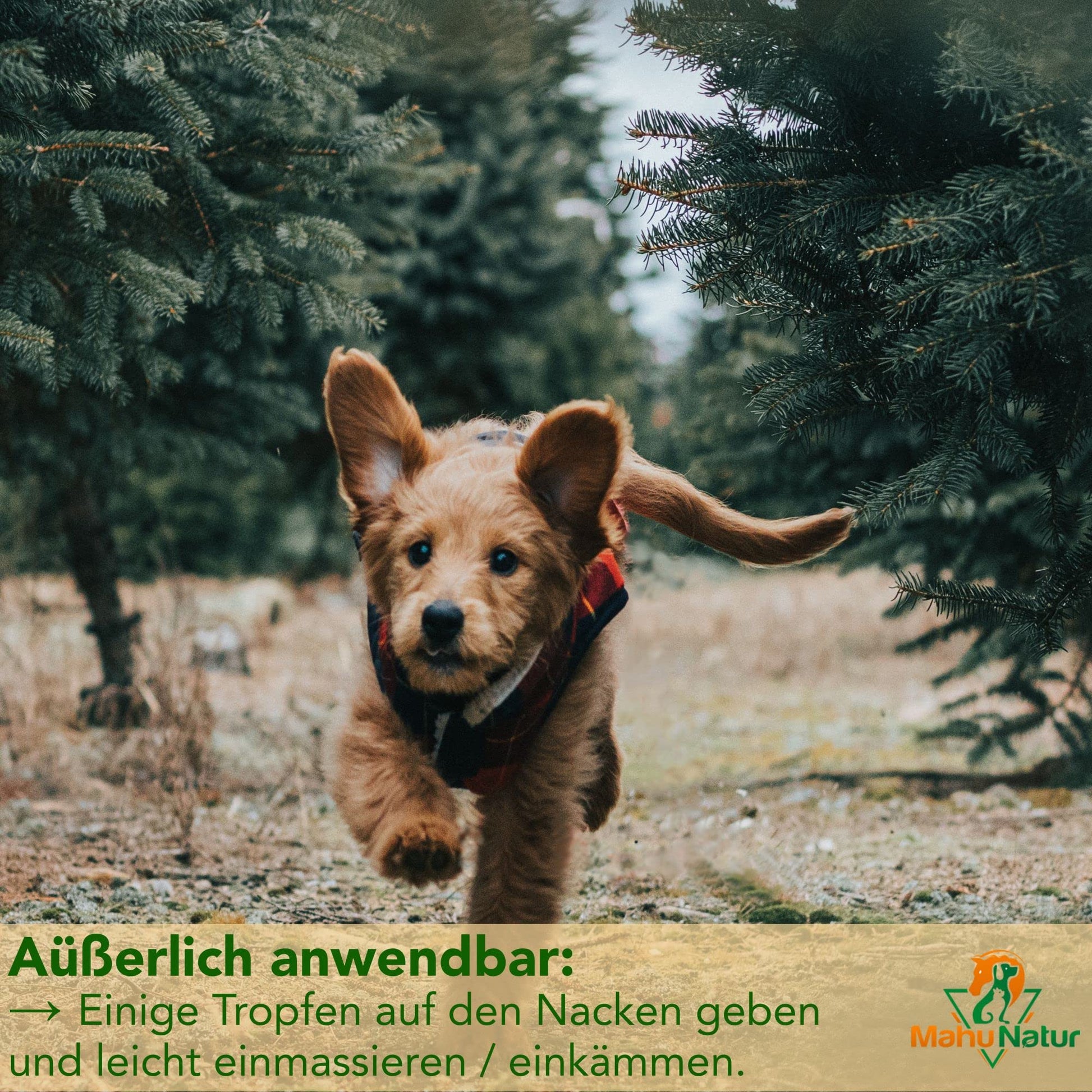 Schwarzkümmel - Kokosöl für Hunde – Natürliches Öl zur Zeckenabwehr & Fellpflege - Tiny Paws Boutique