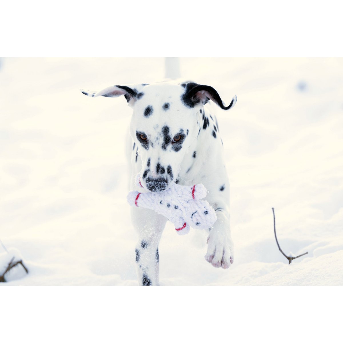 Shawn der Schneemann - Kult - Spielzeug für Hunde - Tiny Paws Boutique