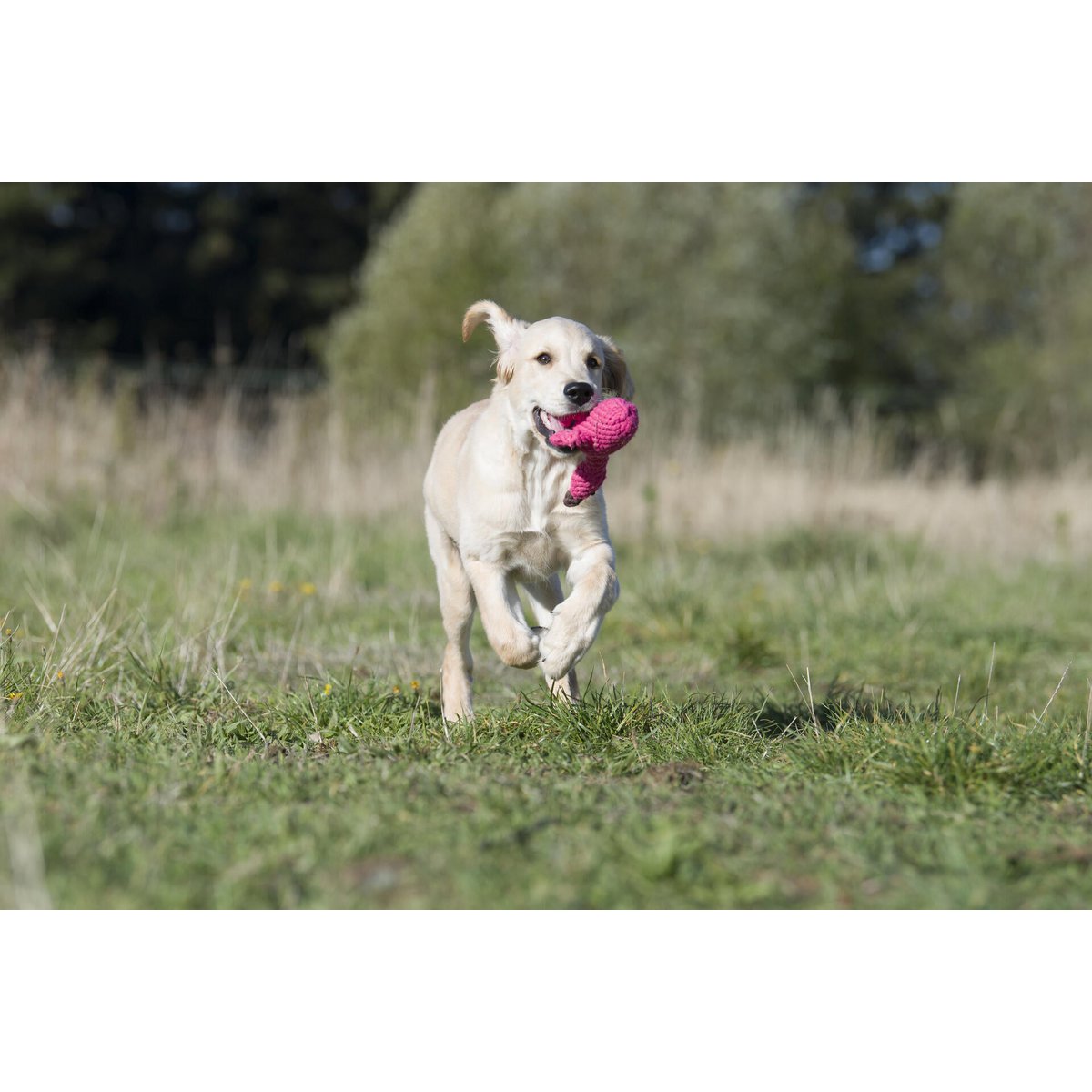 Summer Safari - Spielzeug - Set für Hunde - Tiny Paws Boutique