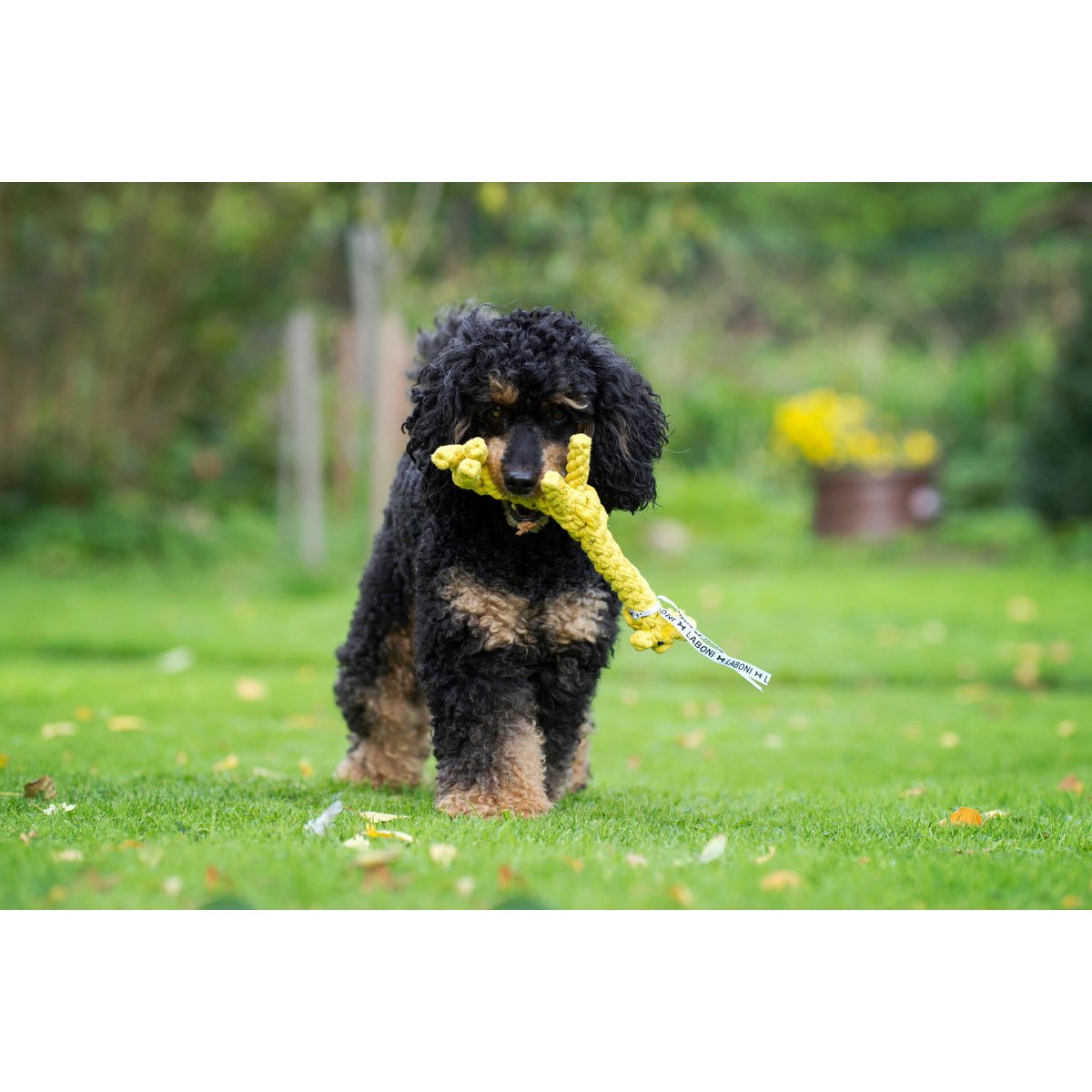 Summer Safari - Spielzeug - Set für Hunde - Tiny Paws Boutique