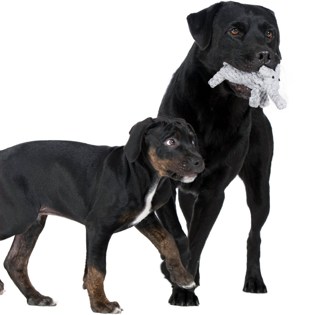 Summer Safari - Spielzeug - Set für Hunde - Tiny Paws Boutique
