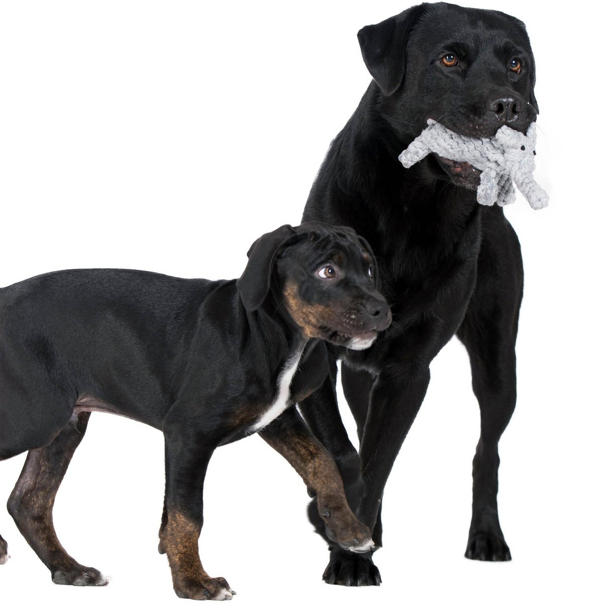 Summer Safari - Spielzeug - Set für Hunde - Tiny Paws Boutique