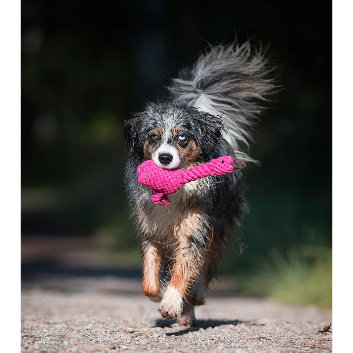 Summer Safari - Spielzeug - Set für Hunde - Tiny Paws Boutique