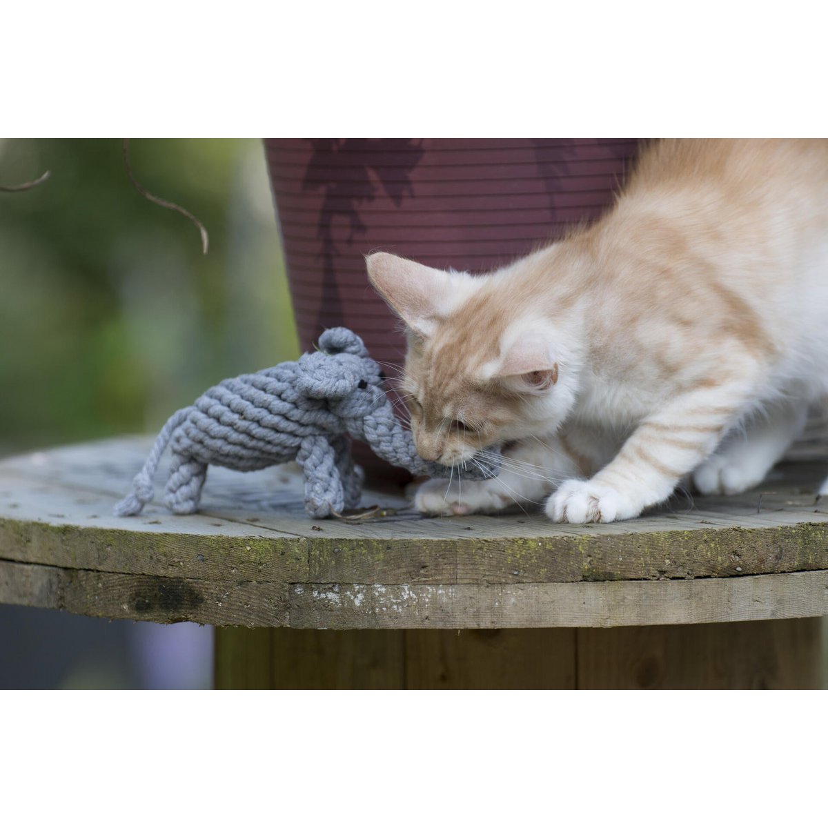 Summer Safari - Spielzeug - Set für Hunde - Tiny Paws Boutique
