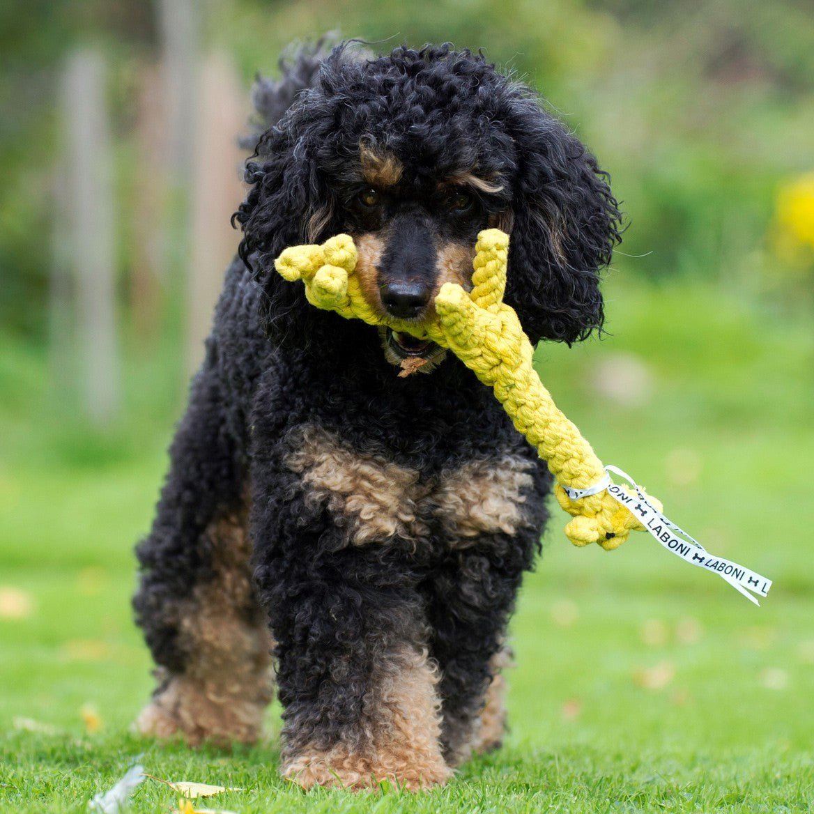 Summer Safari - Spielzeug - Set für Hunde - Tiny Paws Boutique