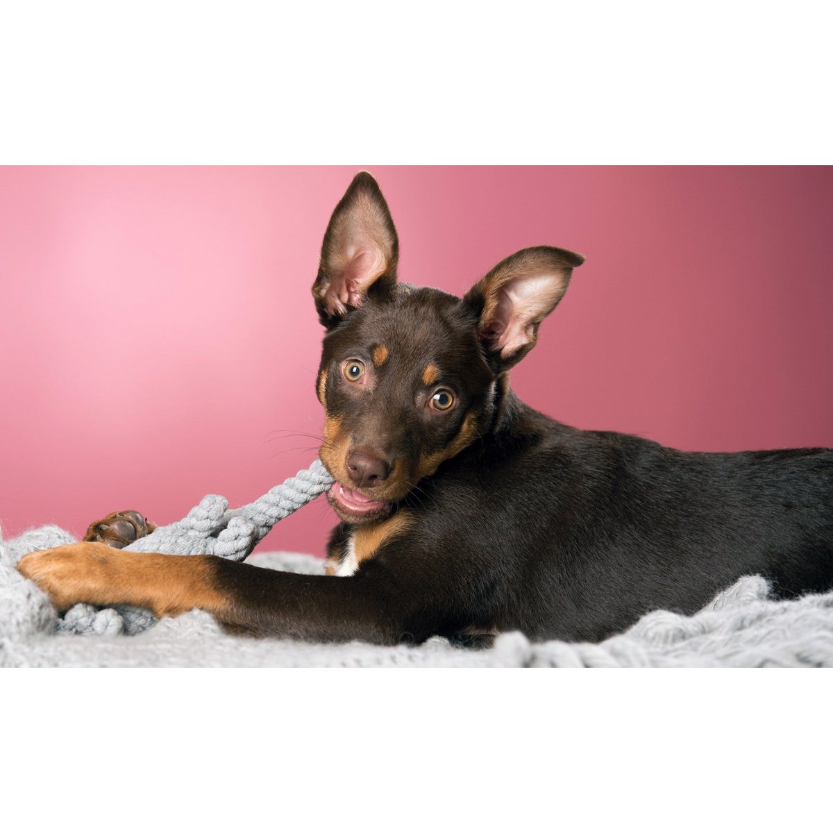 Summer Safari - Spielzeug - Set für Hunde - Tiny Paws Boutique