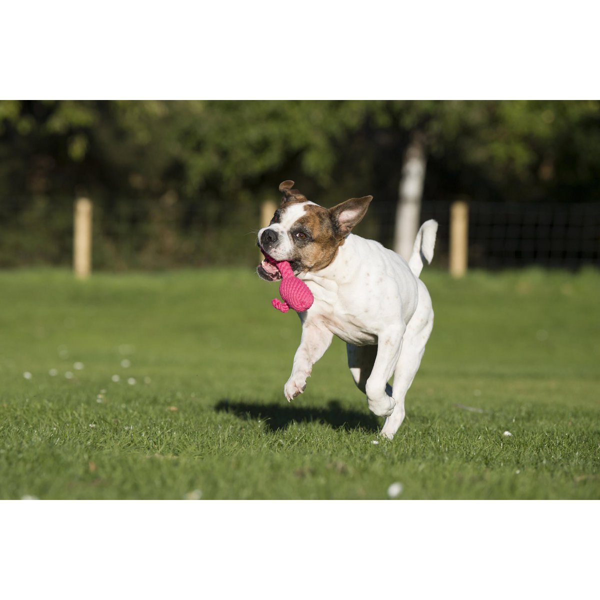 Summer Safari - Spielzeug - Set für Hunde - Tiny Paws Boutique