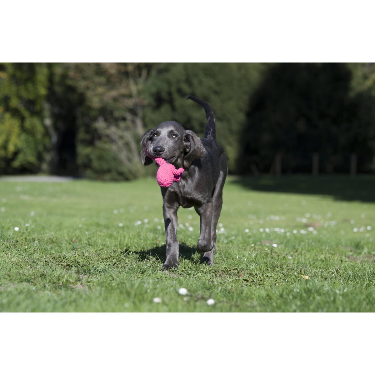 Summer Safari - Spielzeug - Set für Hunde - Tiny Paws Boutique