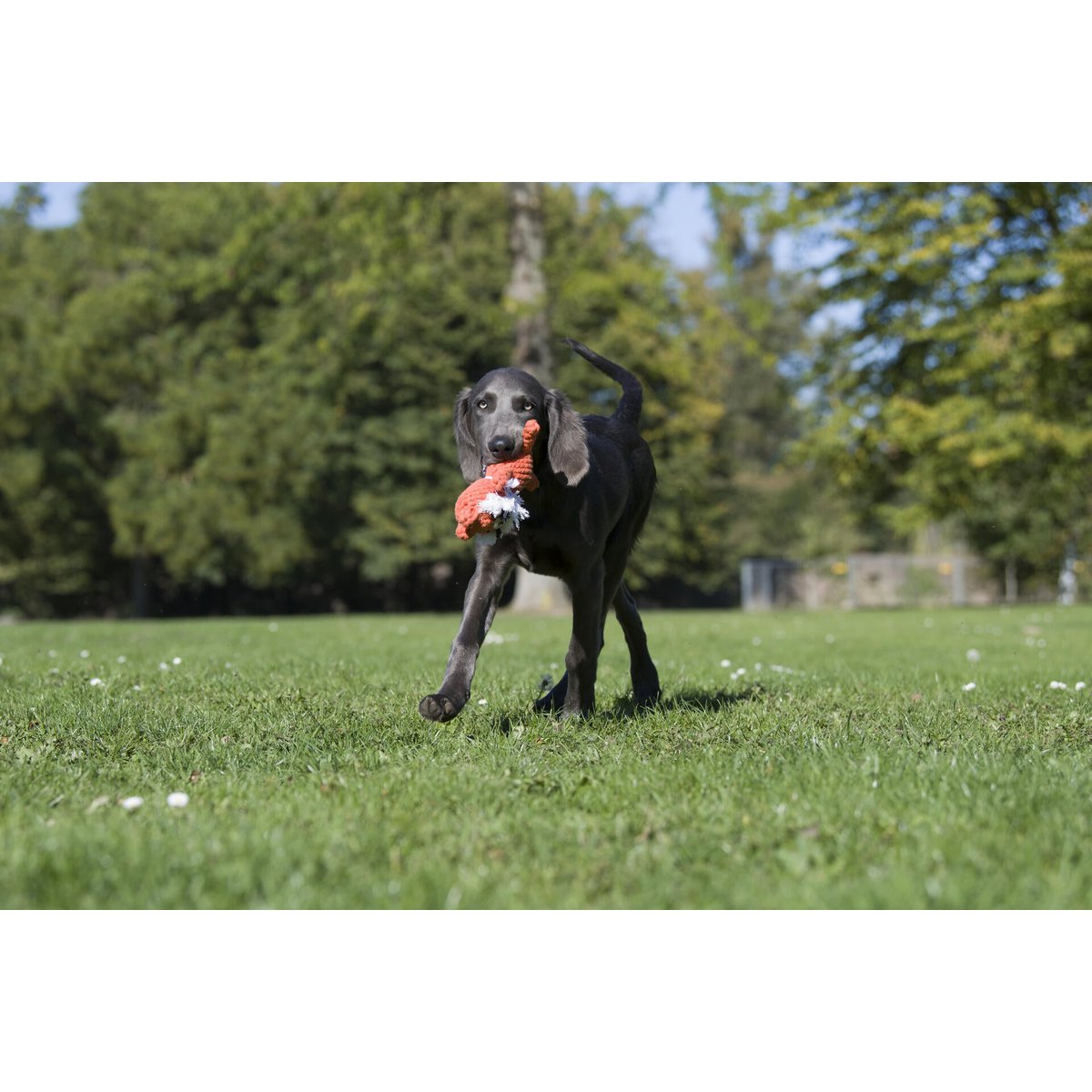 Timothy Tiger - Kult - Spielzeug für Hunde - Tiny Paws Boutique