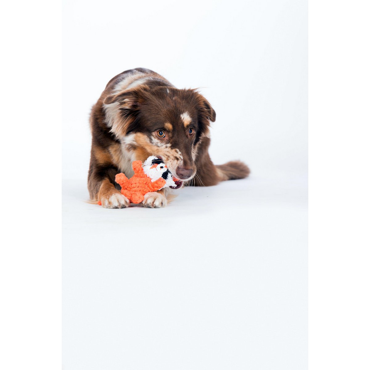 Timothy Tiger - Kult - Spielzeug für Hunde - Tiny Paws Boutique