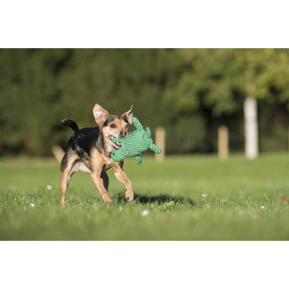 Tina Turtle - Kult - Spielzeug für Hunde - Tiny Paws Boutique