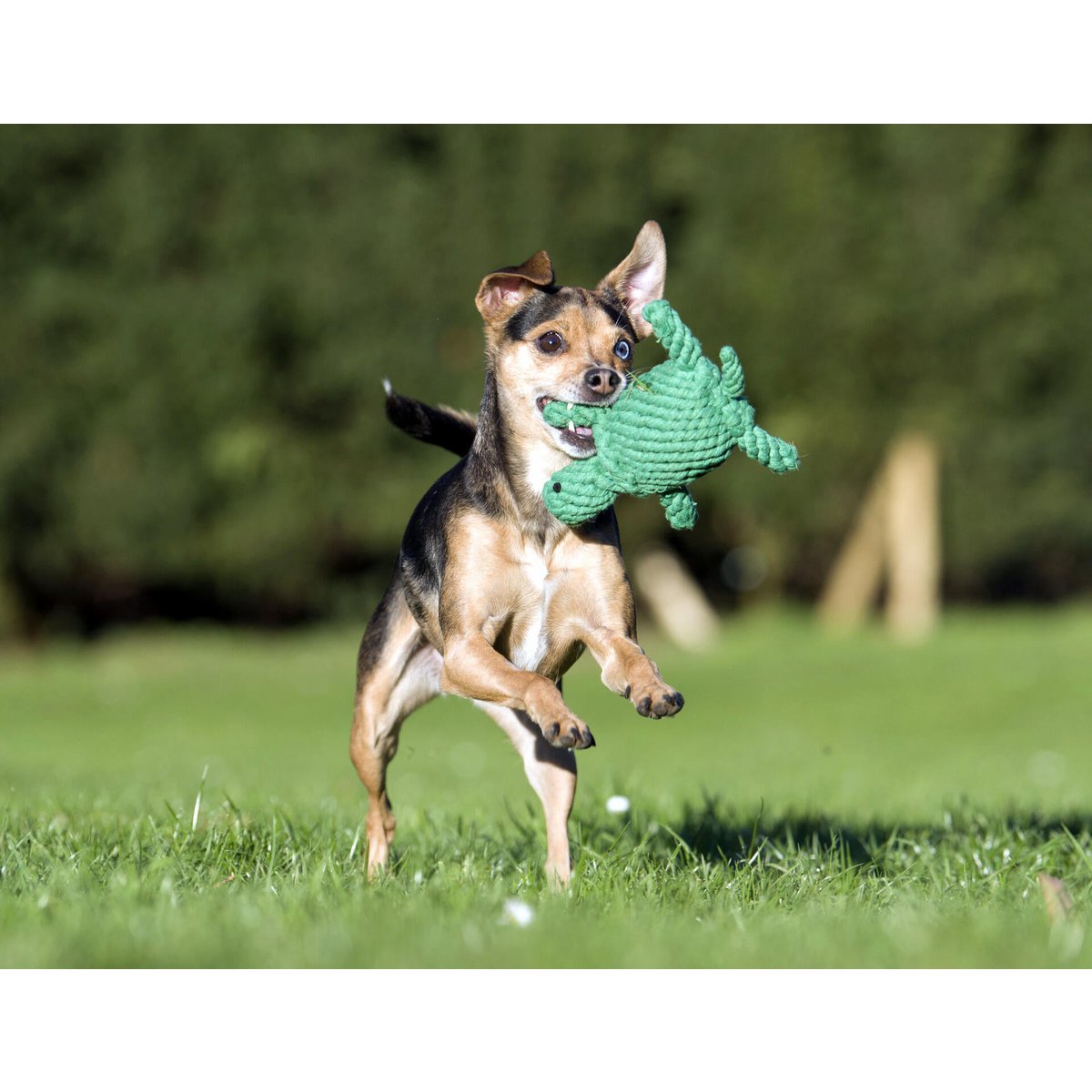 Tina Turtle - Kult - Spielzeug für Hunde - Tiny Paws Boutique