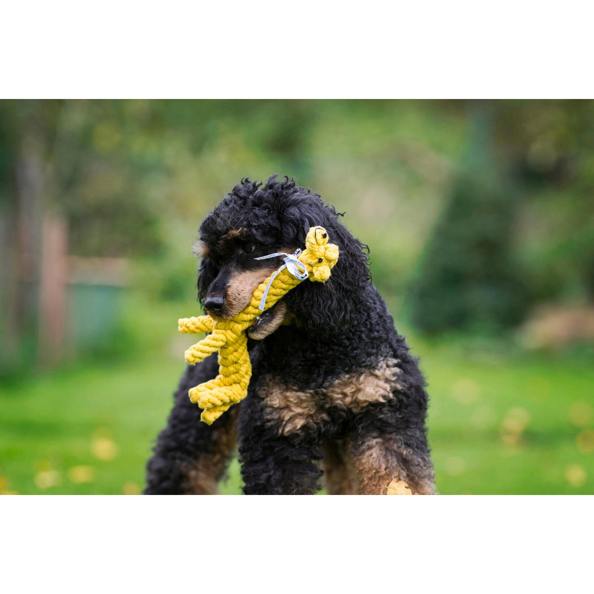 Wild Life - Spielzeug - Set für Hunde - Tiny Paws Boutique
