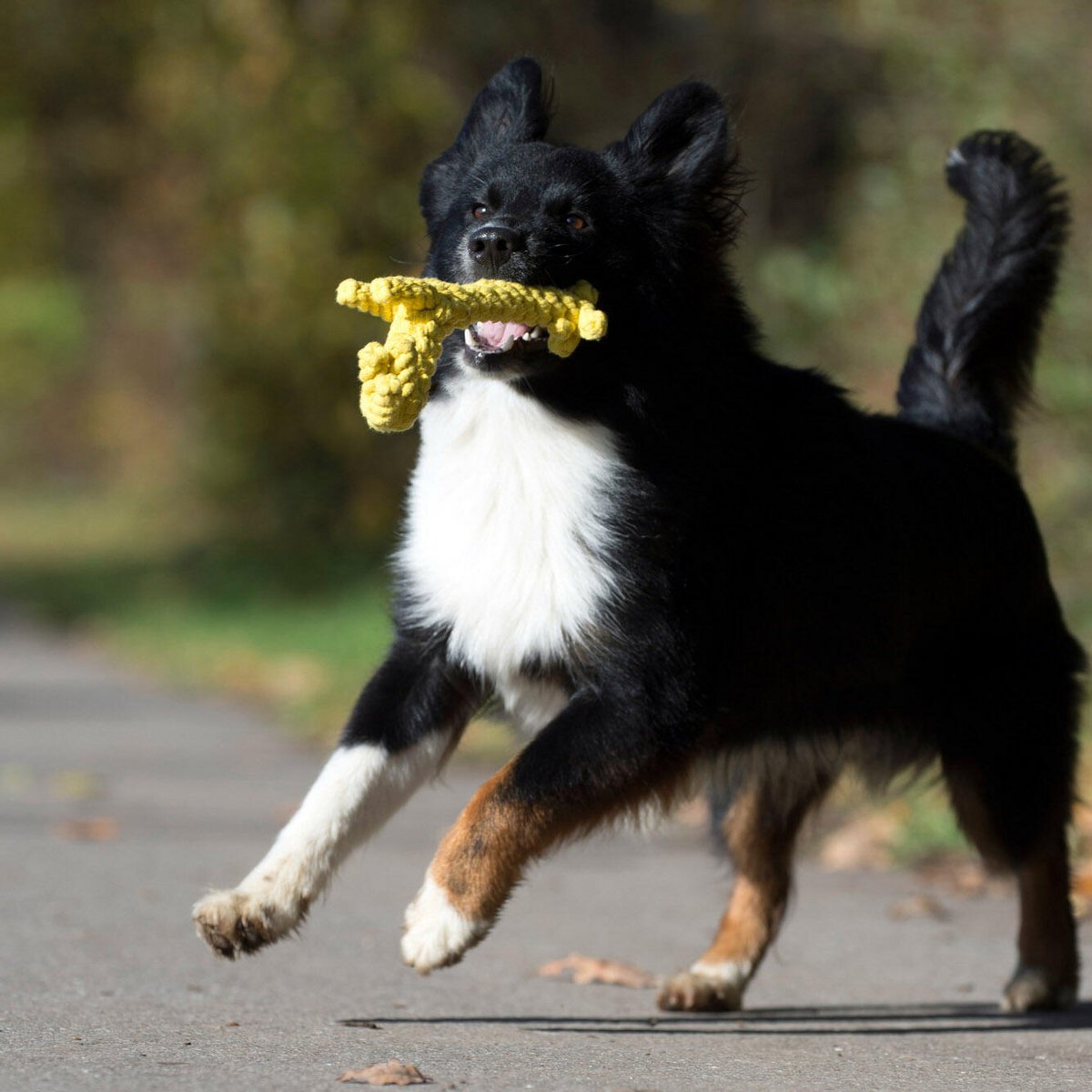 Wild Life - Spielzeug - Set für Hunde - Tiny Paws Boutique
