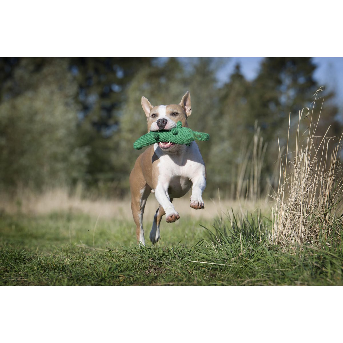 Wild Life - Spielzeug - Set für Hunde - Tiny Paws Boutique