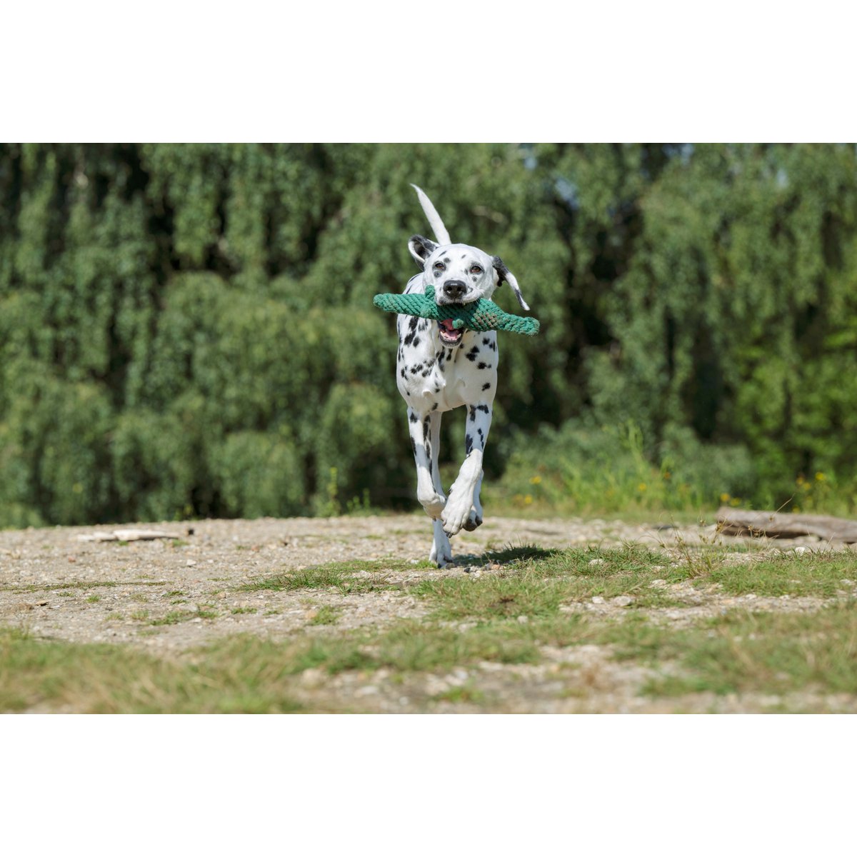 Wild Life - Spielzeug - Set für Hunde - Tiny Paws Boutique