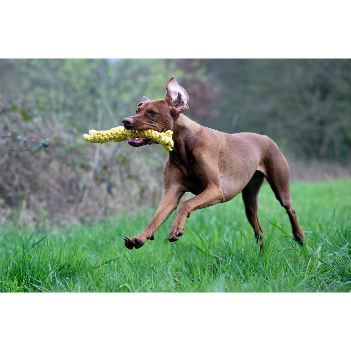 Wild Life - Spielzeug - Set für Hunde - Tiny Paws Boutique