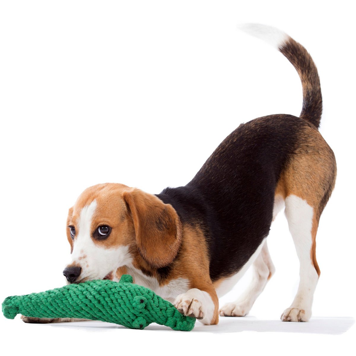 Wild Life - Spielzeug - Set für Hunde - Tiny Paws Boutique