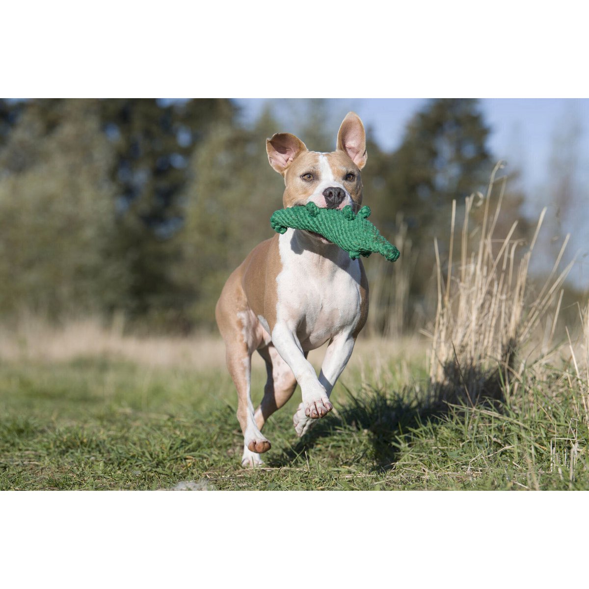 Wild Life - Spielzeug - Set für Hunde - Tiny Paws Boutique