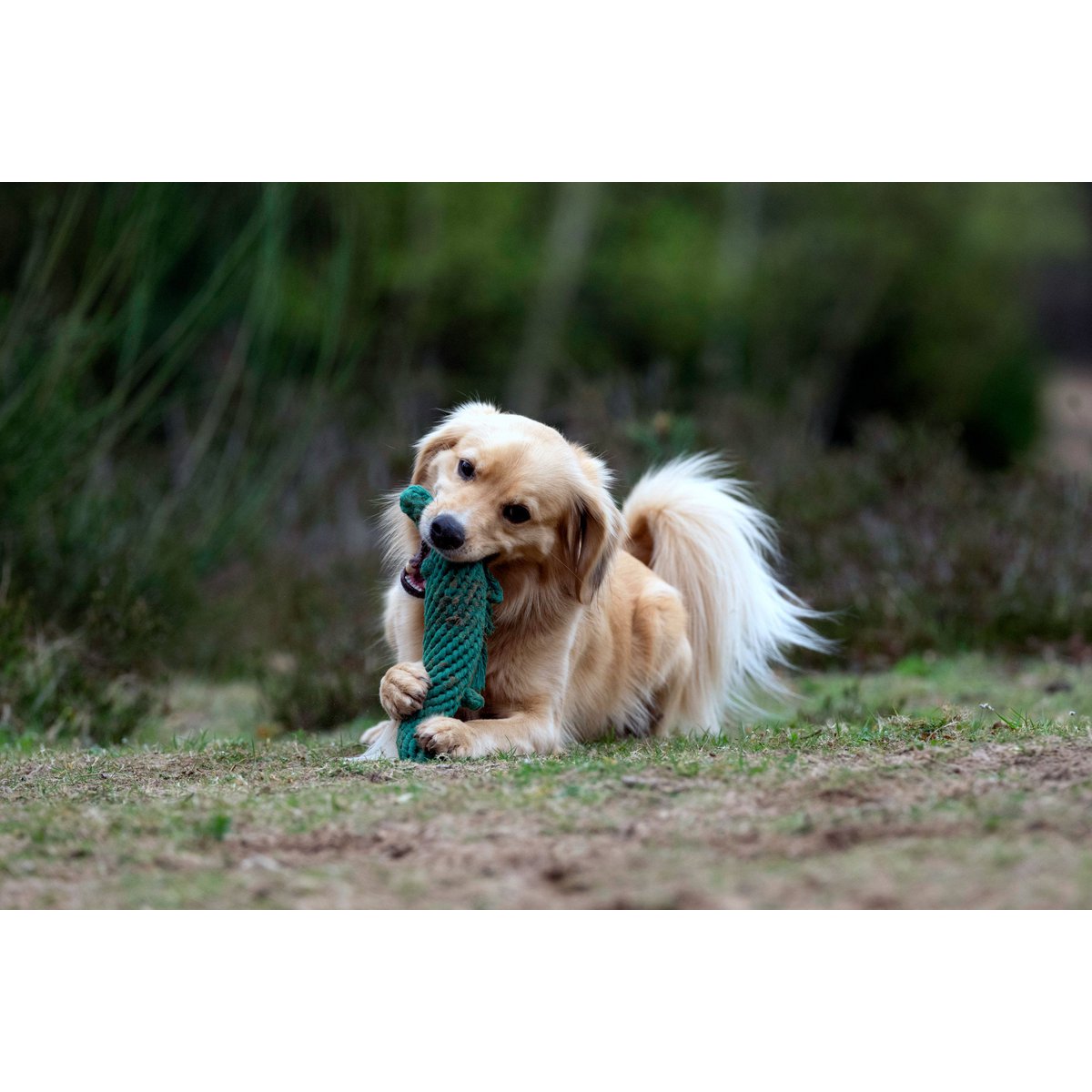 Wild Life - Spielzeug - Set für Hunde - Tiny Paws Boutique