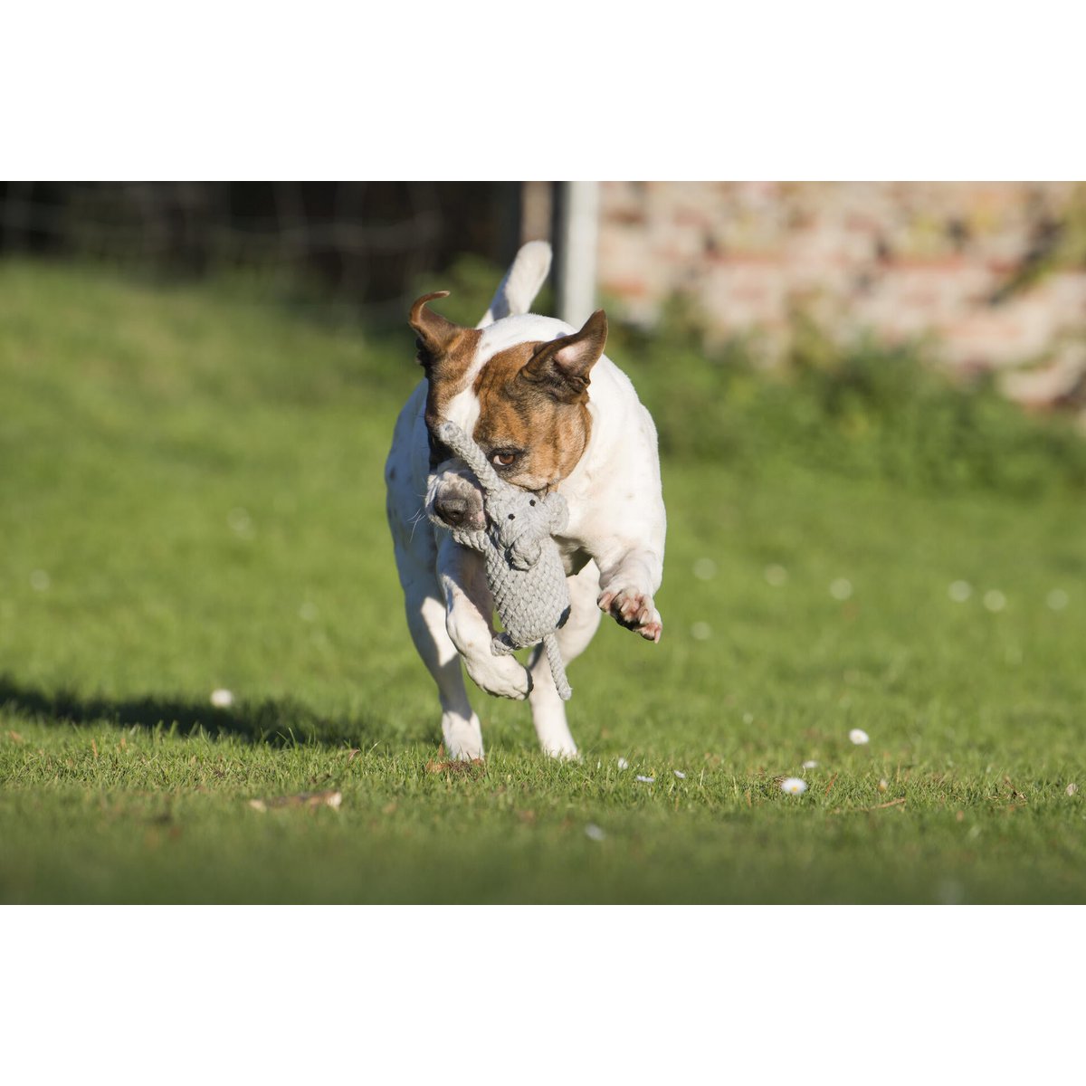 Wild Life - Spielzeug - Set für Hunde - Tiny Paws Boutique